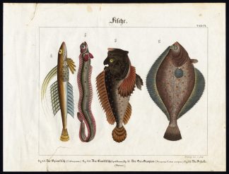 Antique Print-DRAGONET-BANDFISH-SCORPIONFISH-EUROPEAN PLAICE-Wilmsen-1821