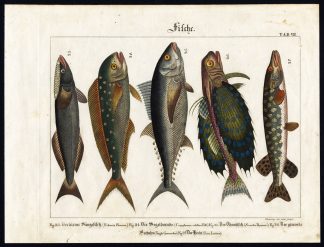 Antique Print-TUNA-GURNARD-PIKE-SPOTTED FANFISH-REMORA-Wilmsen-1821
