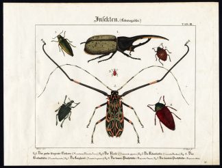 Antique Print-HERCULES BEETLE-LEAF-DIAMOND-JEWEL-HARLEQUIN-WEEVIL-Wilmsen-1821