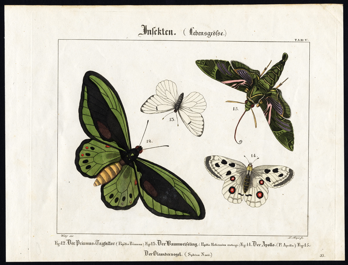 , Antique Print-APOLLO BUTTERFLY-OLEANDER HAWK MOTH-GREEN BIRDWING-Wilmsen-1821, Pictura Antique Prints