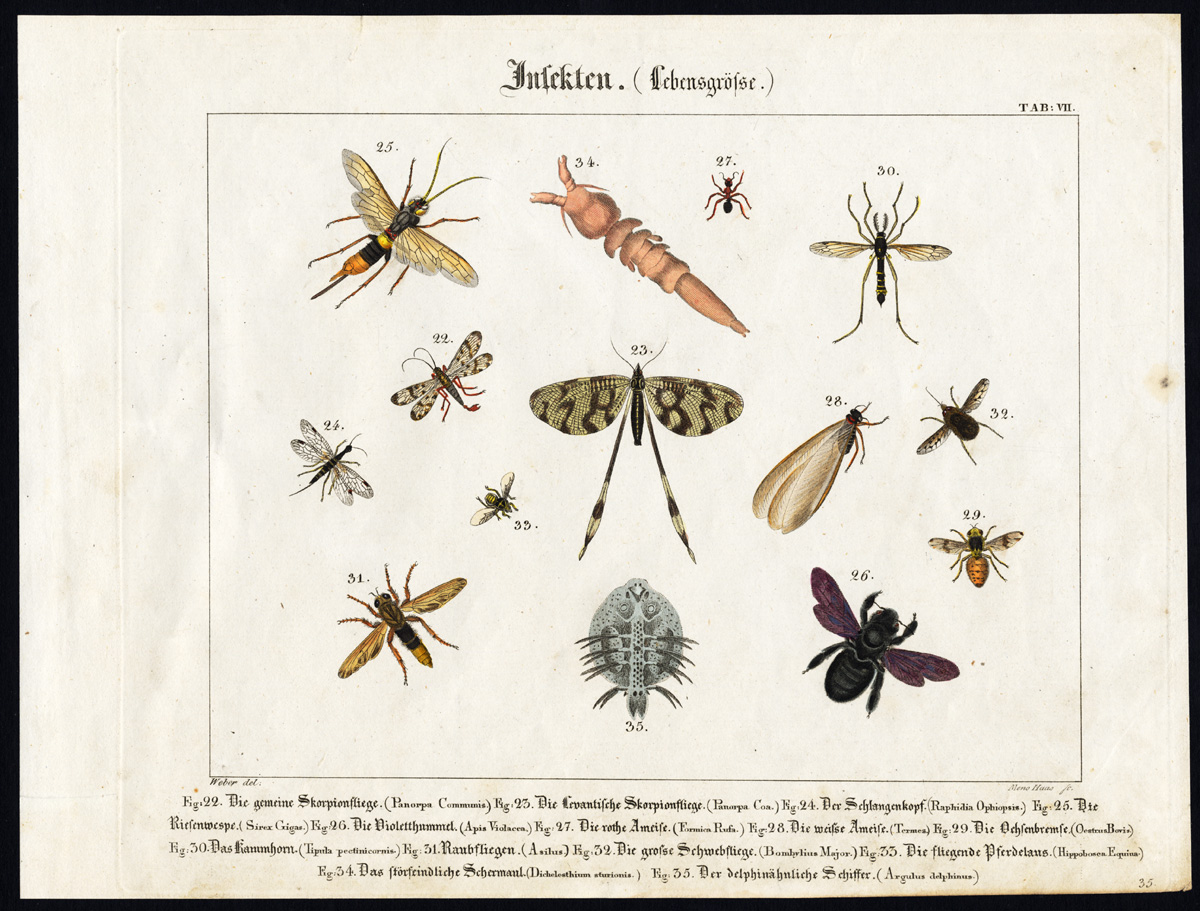 , Antique Print-RED ANT-CRANE FLY-SCORPIONFLY-BUMBLEBEE-CARP LOUSE-Wilmsen-1821, Pictura Antique Prints