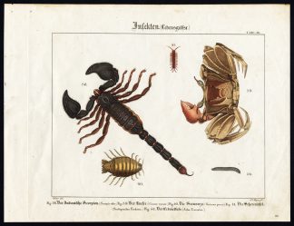 Antique Print-INDIAN SCORPION-GHOST CRAB-ISOPOD-STONE CENTIPEDE-Wilmsen-1821