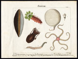 Antique Print-CUTTLEFISH-SEA MOUSE-DAISY BRITTLE STAR-HOLOTHURIA-Wilmsen-1821