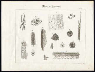 Antique Print-CROSS SECTION-PLANTS-STRUCTURE-Wilmsen-1821