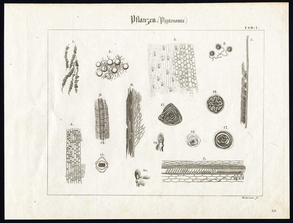 , Antique Print-CROSS SECTION-PLANTS-STRUCTURE-Wilmsen-1821, Pictura Antique Prints