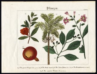 Rare Antique Print-TOBACCO-POMEGRANATE-ARECA PALM-CAMPHOR TREE-Wilmsen-1821