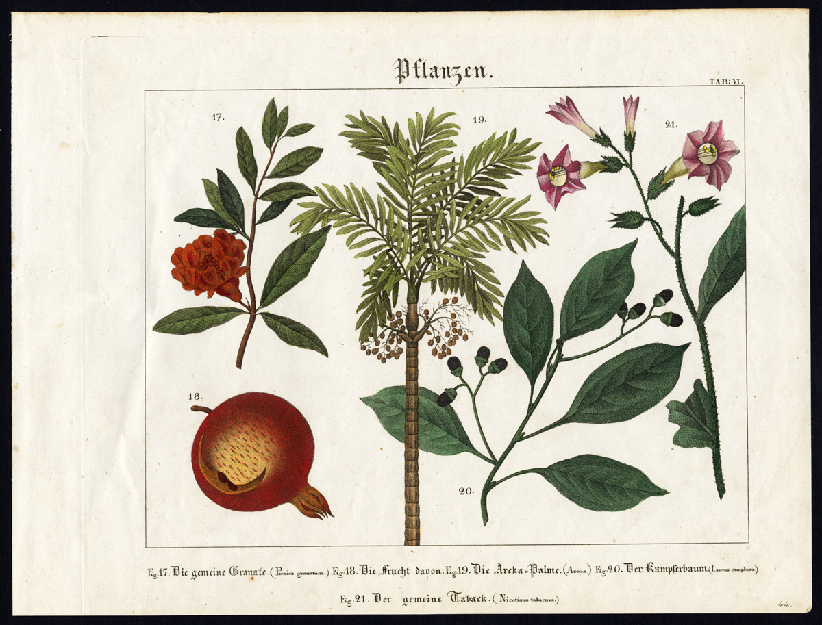 , Rare Antique Print-TOBACCO-POMEGRANATE-ARECA PALM-CAMPHOR TREE-Wilmsen-1821, Pictura Antique Prints