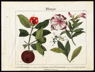 Antique Print-QUININE BARK TREE-SUPERB LILY-PURPLE MANGOSTEEN-Wilmsen-1821