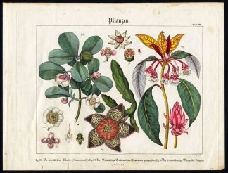 Antique Print-AUTOGRAPH TREE-HANGING BELL-STAPELIA-BALSAM APPLE-Wilmsen-1821