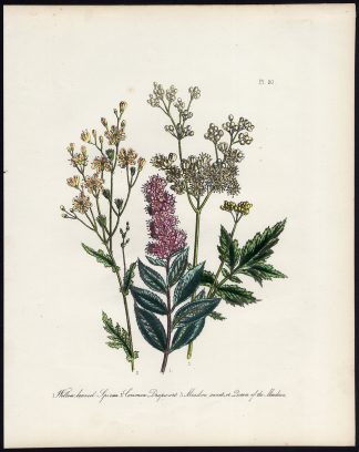 Antique Print-SPIRAEA-WILLOW LEAF-FILIPENDULA-COMMON DROPWORT-MEADOWSWEET-Anonym