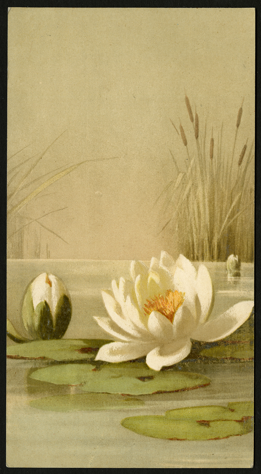 , Antique Print-WATER LILY-CATTAIL-Anonymous-ca. 1900, Pictura Antique Prints