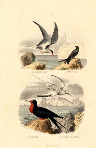 Antique Print-TERN-FRIGATEBIRD-TROPICBIRD-Buffon-1839