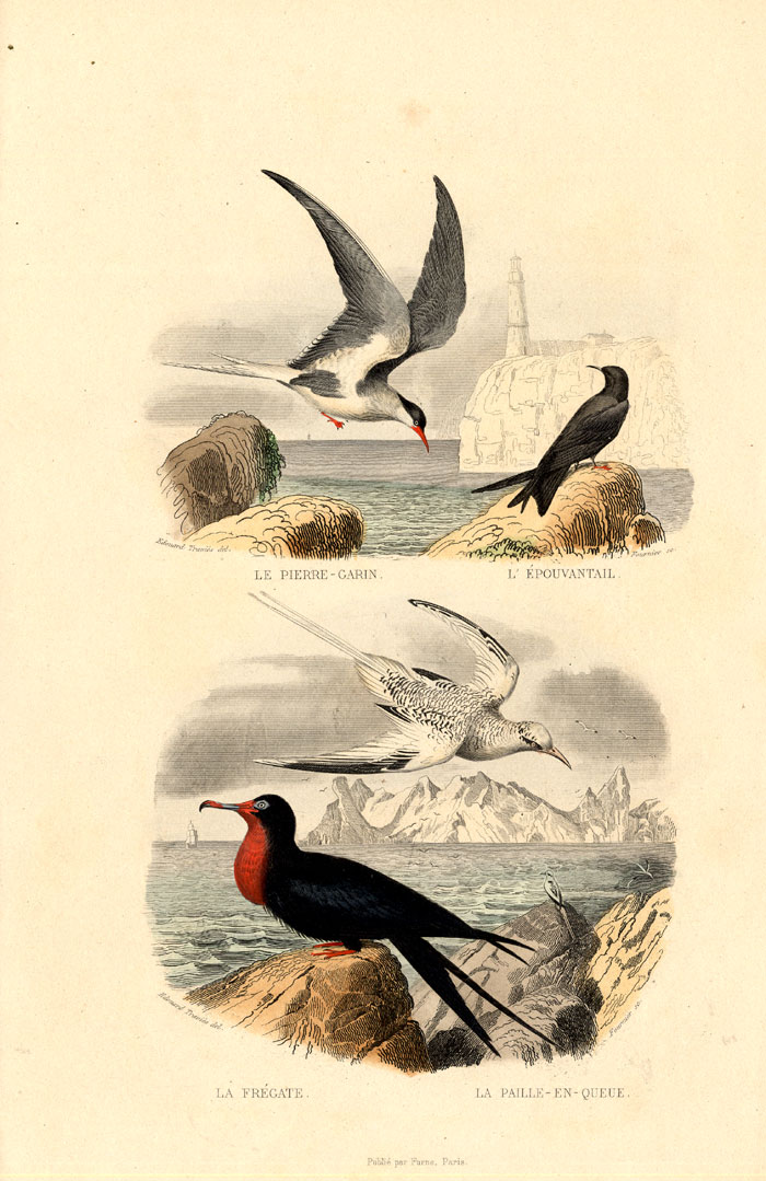 , Antique Print-TERN-FRIGATEBIRD-TROPICBIRD-Buffon-1839, Pictura Antique Prints