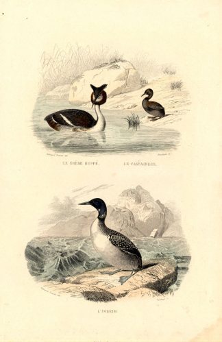 Antique Print-CRESTED GREBE-GREBE-LOON-Buffon-1839