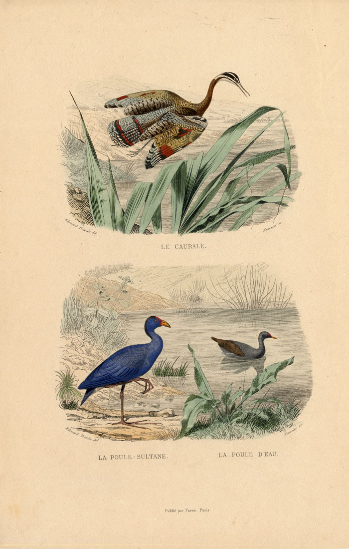 , Antique Print-SUNBITTERN-COOT-MOORHEN-Buffon-1839, Pictura Antique Prints