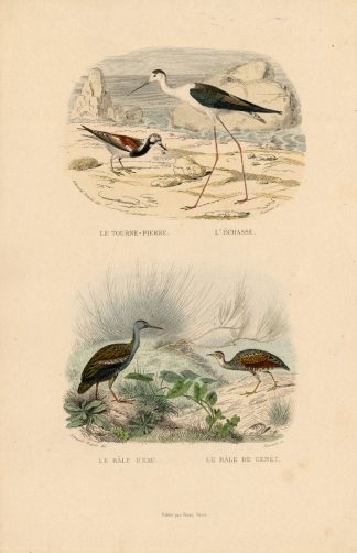 Antique Print-TURNSTONE-STILT-WATER RAIL-Buffon-1839
