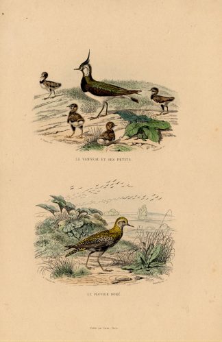 Antique Print-LAPWING-GOLDEN PLOVER-Buffon-1839