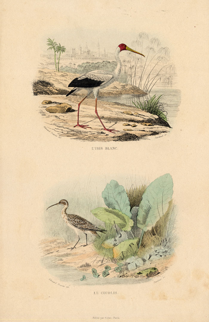 , Antique Print-WHITE IBIS-IBIS-CURLEW-Buffon-1839, Pictura Antique Prints