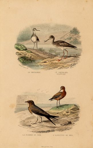 Antique Print-SANDPIPER-REDSHANK-PRATINCOLE-Buffon-1839