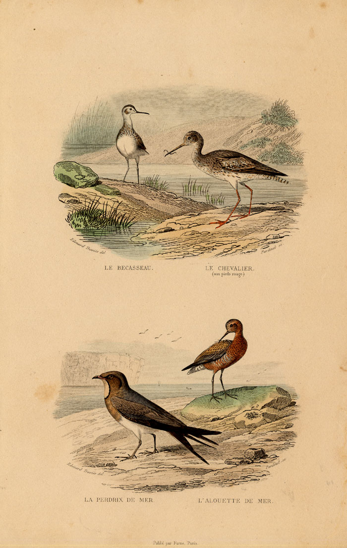 , Antique Print-SANDPIPER-REDSHANK-PRATINCOLE-Buffon-1839, Pictura Antique Prints