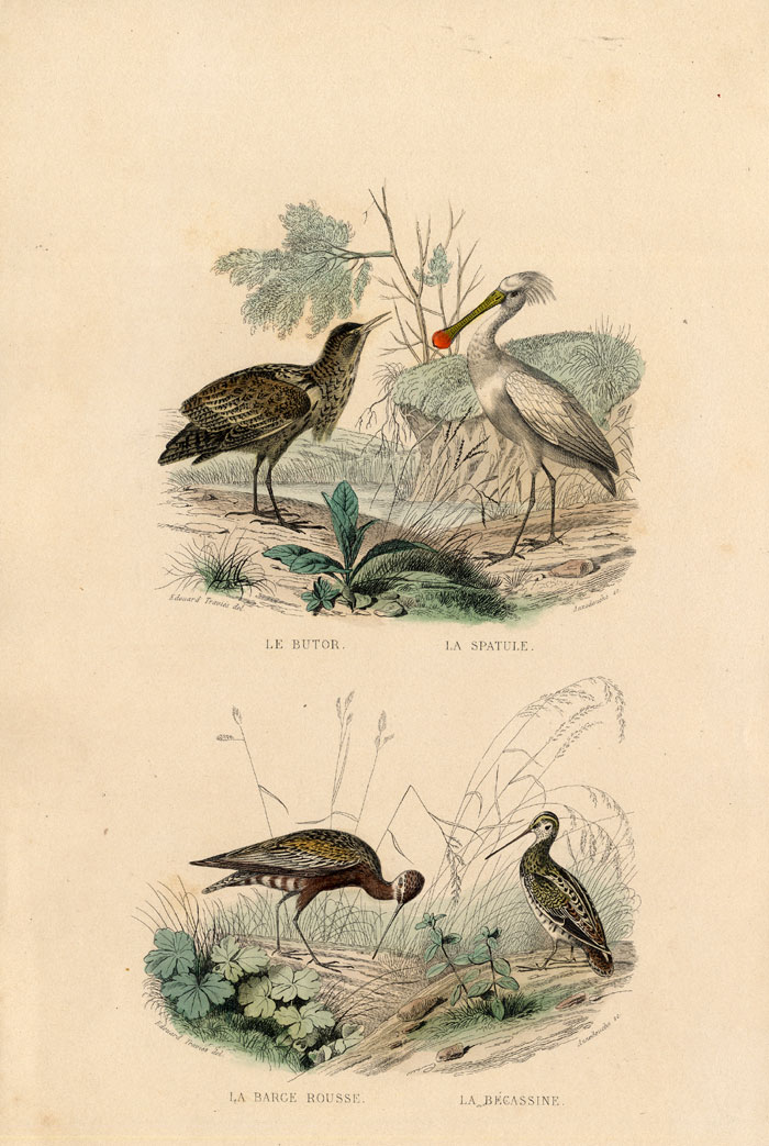 , Antique Print-BITTERN-SPOONBILL-SNIPE-Buffon-1839, Pictura Antique Prints
