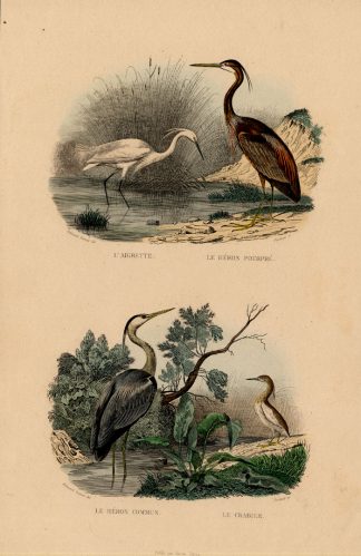 Antique Print-EGRET-PURPLE HERON-GREY HERON-Buffon-1839