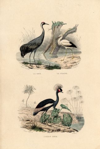 Antique Print-CRANE-CROWNED CRANE-STORK-Buffon-1839