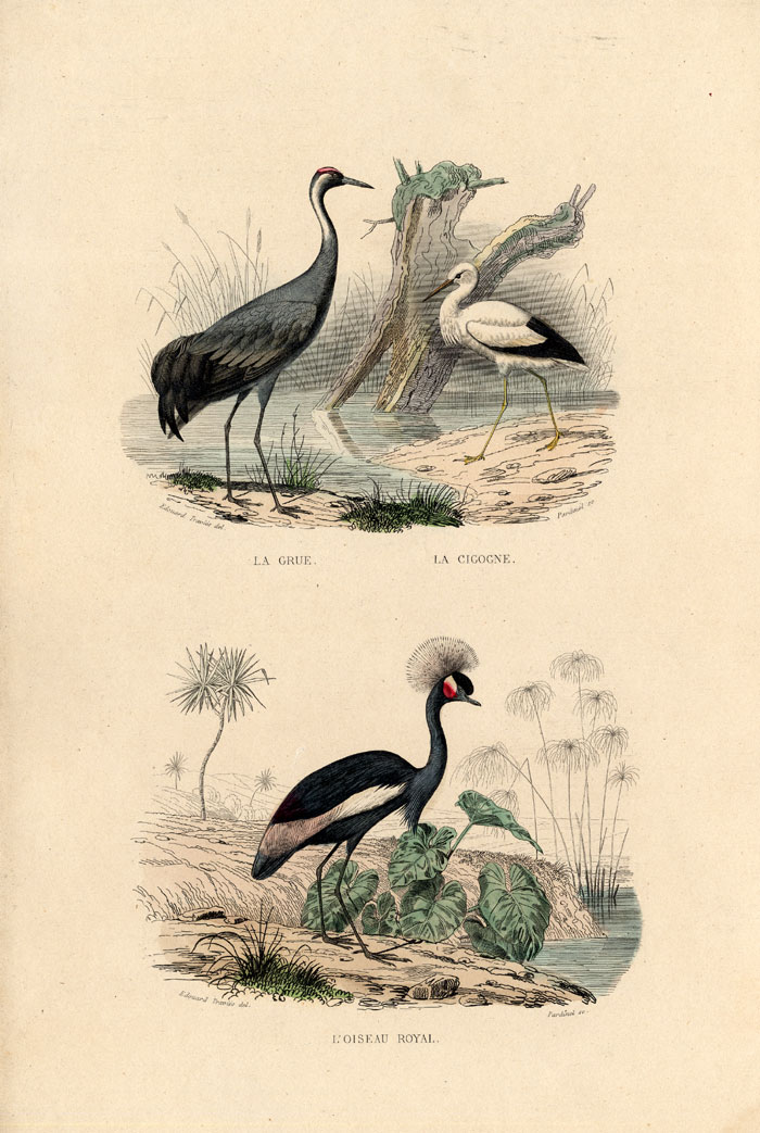 , Antique Print-CRANE-CROWNED CRANE-STORK-Buffon-1839, Pictura Antique Prints