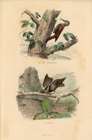 Antique Print-TREECREEPER-WRYNECK-Buffon-1839