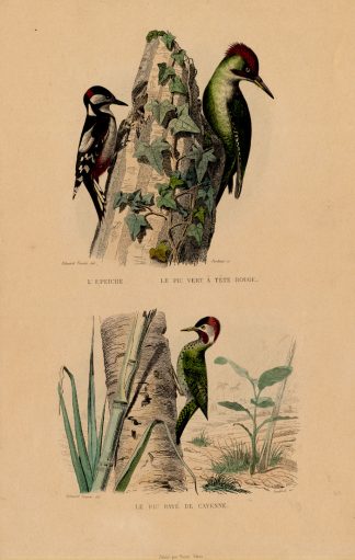 Antique Print-GREEN-SPOTTED WOODPECKER-Buffon-1839