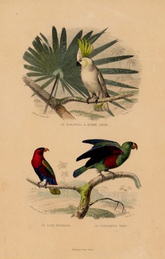 Antique Print-COCKATOO-LORY-GREEN PARROT-Buffon-1839