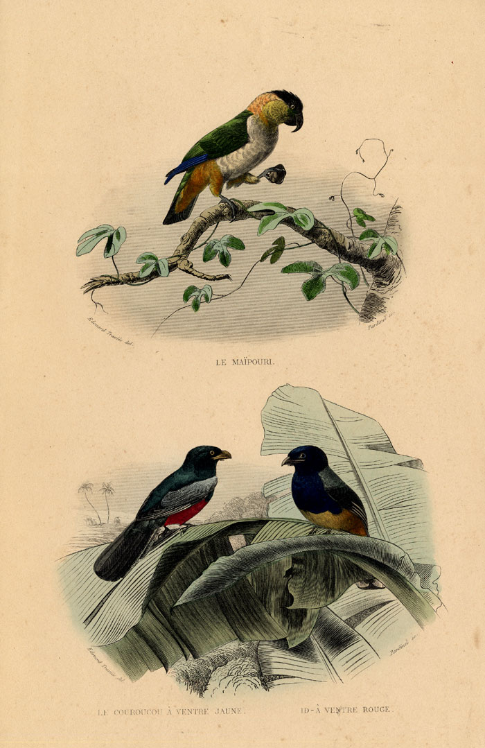 , Antique Print-BLACK HEADED PARROT-TROGON-Buffon-1839, Pictura Antique Prints
