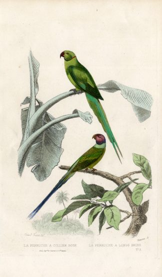 Antique Print-ROSE-RINGED-PARAKEET-Buffon-1839