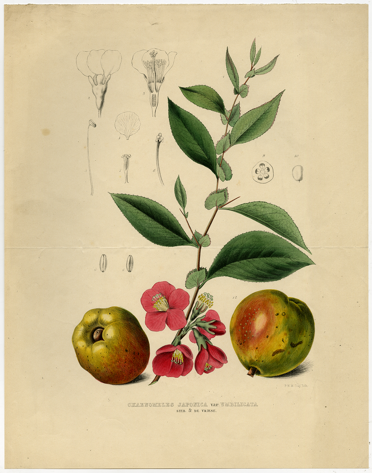 , Antique Print-CHAENOMELES JAPONICA-MAULE’S QUINCE-Trap-ca. 1850, Pictura Antique Prints