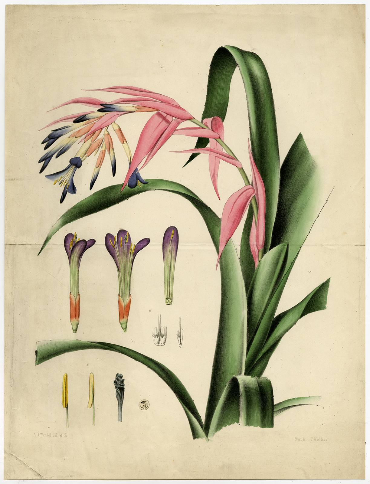 , Antique Print-BROMELIA-ORCHID-FLOWER-Trap-ca. 1850, Pictura Antique Prints