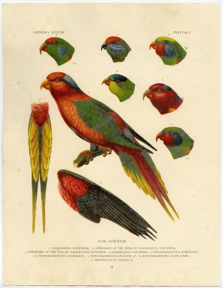 Antique Print-ORNITHOLOGY-LORI-PARROT-Wytsman-1905