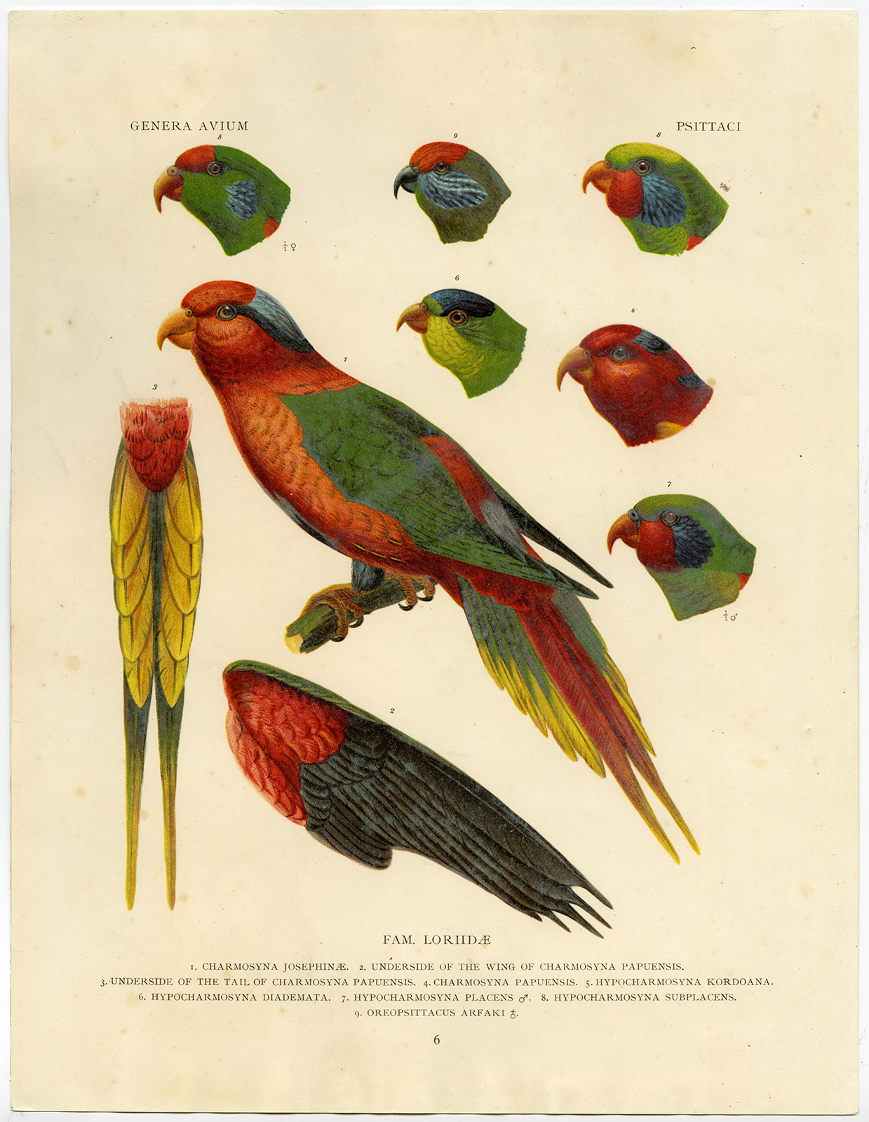 , Antique Print-ORNITHOLOGY-LORI-PARROT-Wytsman-1905, Pictura Antique Prints