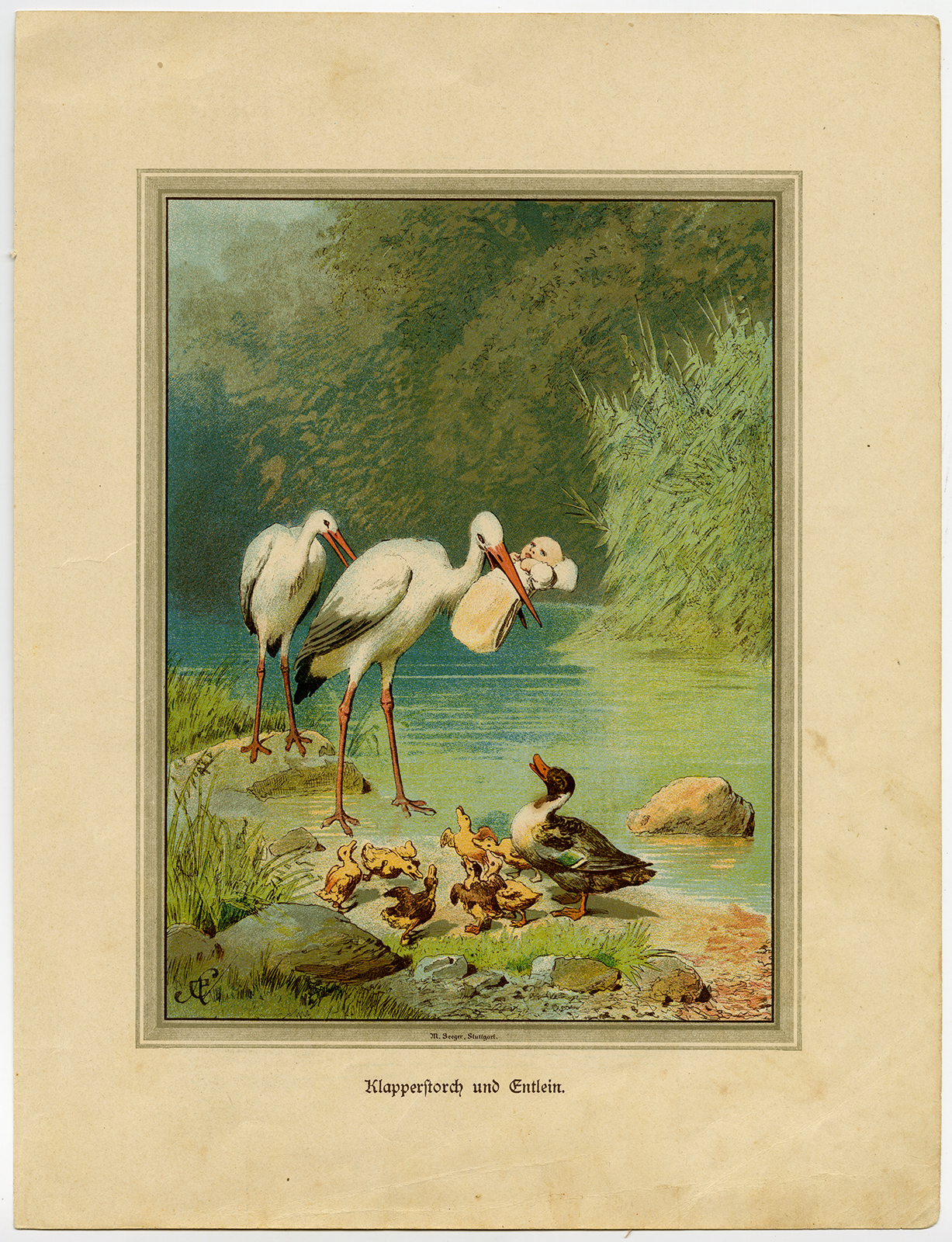 , Antique Print-ORNITHOLOGY-STORK-DUCKLING-BABY-Seeger-ca. 1880, Pictura Antique Prints