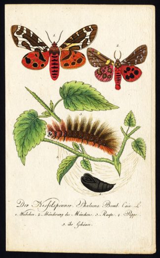 Antique Print-GARDEN TIGER MOTH-CATERPILLAR-PUPA-BUTTERFLY-Bechstein-1795