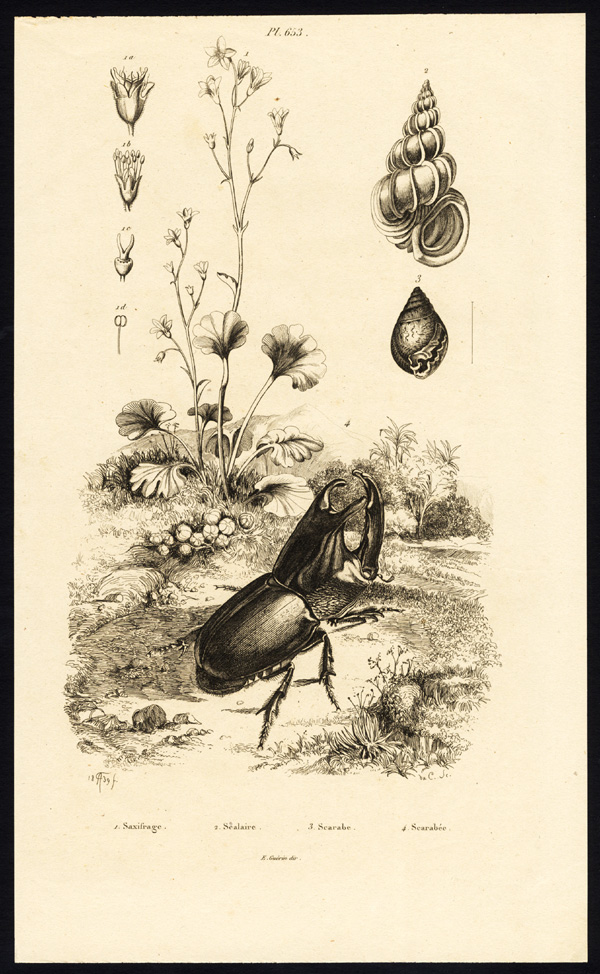 , Antique Print-SCARAB BEETLE-MOLLUSK-SHELL-SAXIFRAGE-Guerin-1835, Pictura Antique Prints