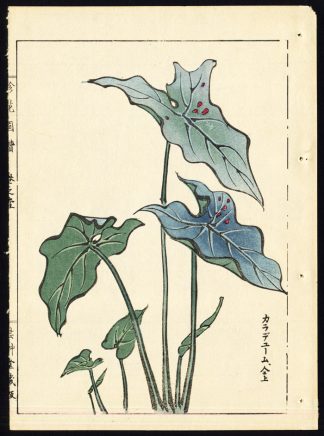 Antique  Print-ANTHURIUM-FLAMINGO FLOWER-JAPAN-P. 25r-Kondo Ariyoshi-Keisho-1888