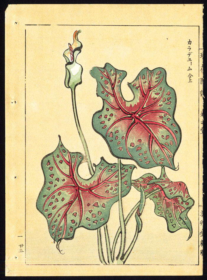 , Antique Print-ANTHURIUM-FLAMINGO FLOWER-JAPAN-P. 25l-Kondo Ariyoshi-Keisho-1888, Pictura Antique Prints