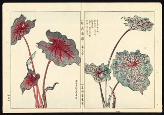 Antique  Print-ANTHURIUM-FLAMINGO FLOWER-JAPAN-Pl. 21-Kondo Ariyoshi-Keisho-1888