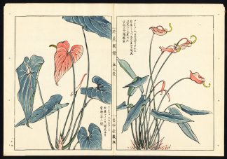 Antique  Print-ANTHURIUM-FLAMINGO FLOWER-JAPAN-Pl. 17-Kondo Ariyoshi-Keisho-1888