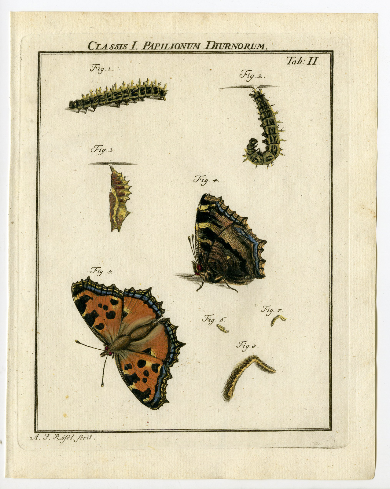 , Antique Print-BUTTERFLY-LARGE TORTOISESHELL-TAB:II-Rosel von Rosenhof-1765, Pictura Antique Prints