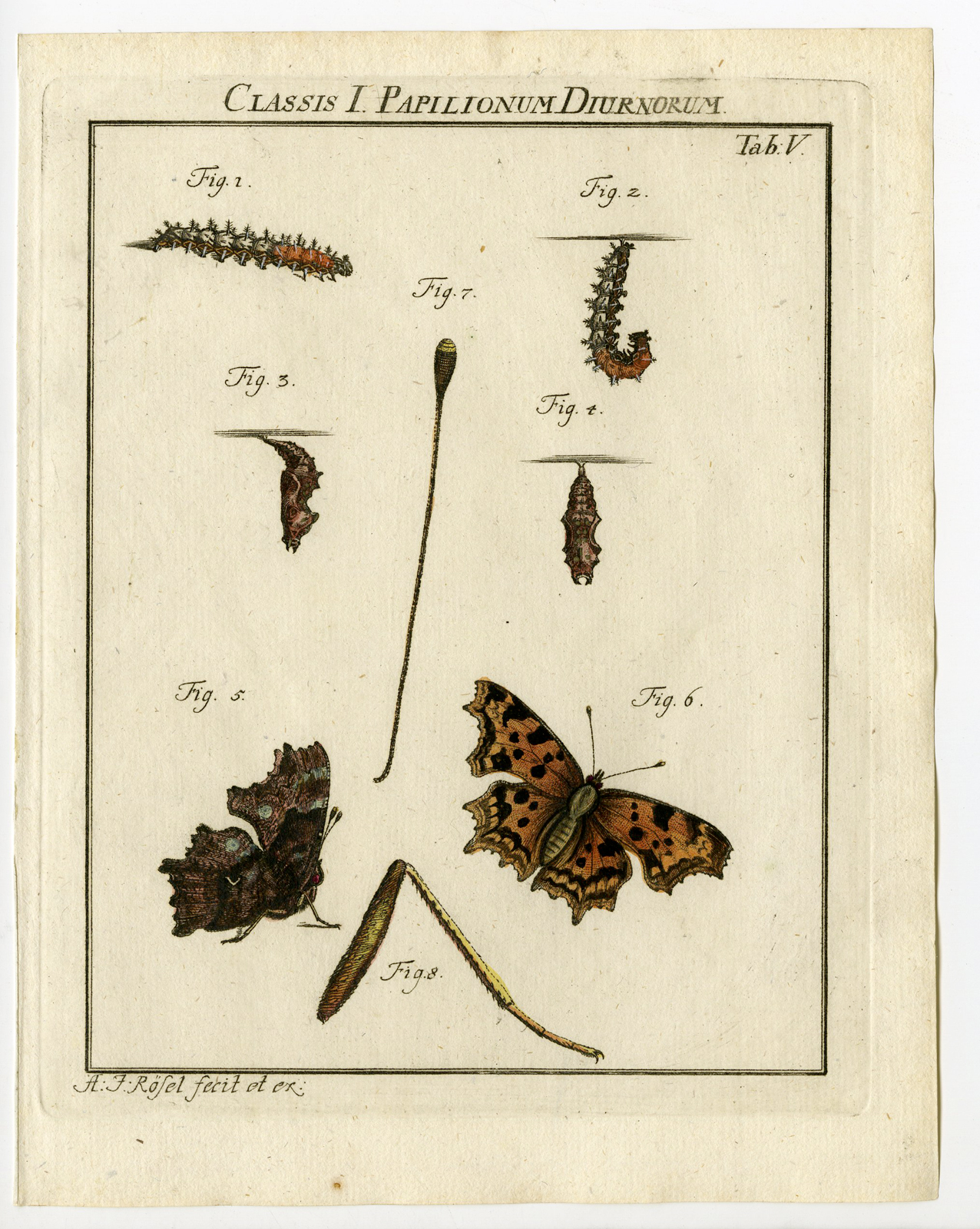 , Antique Print-BUTTERFLY-SATYR COMMA-TAB:V-Rosel von Rosenhof-1765, Pictura Antique Prints