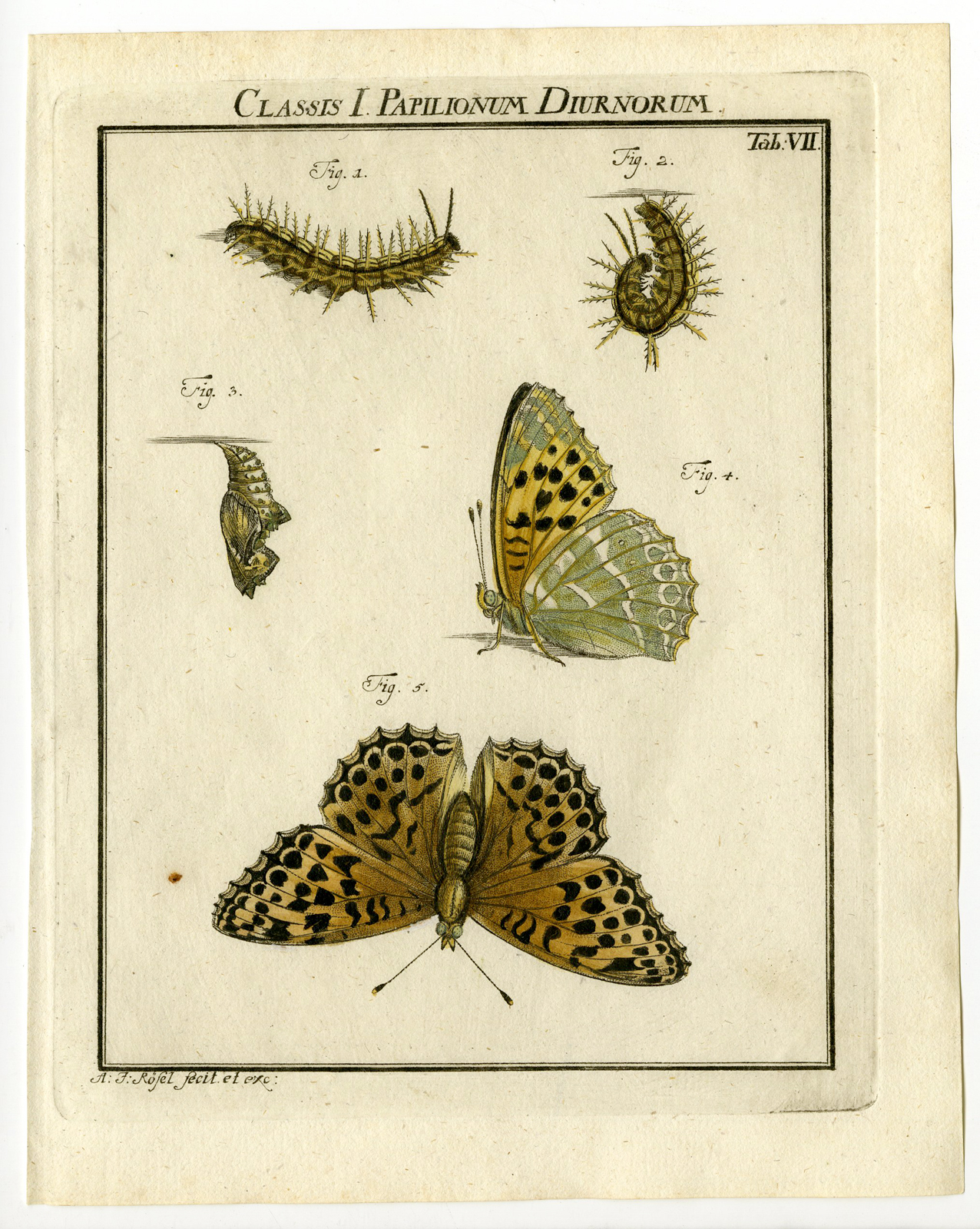 , Antique Print-BUTTERFLY-DARK GREEN FRITILLARY-TAB:VII-Rosel von Rosenhof-1765, Pictura Antique Prints