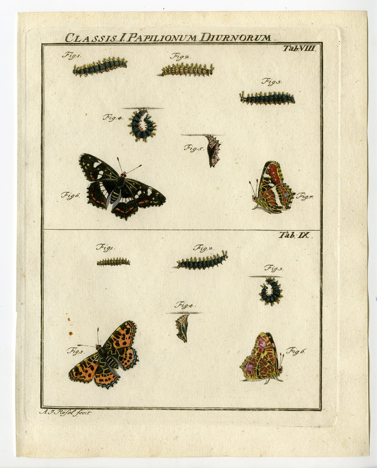 , Antique Print-BUTTERFLY-CATERPILLAR-INSECT-TAB:VIII-Rosel von Rosenhof-1765, Pictura Antique Prints