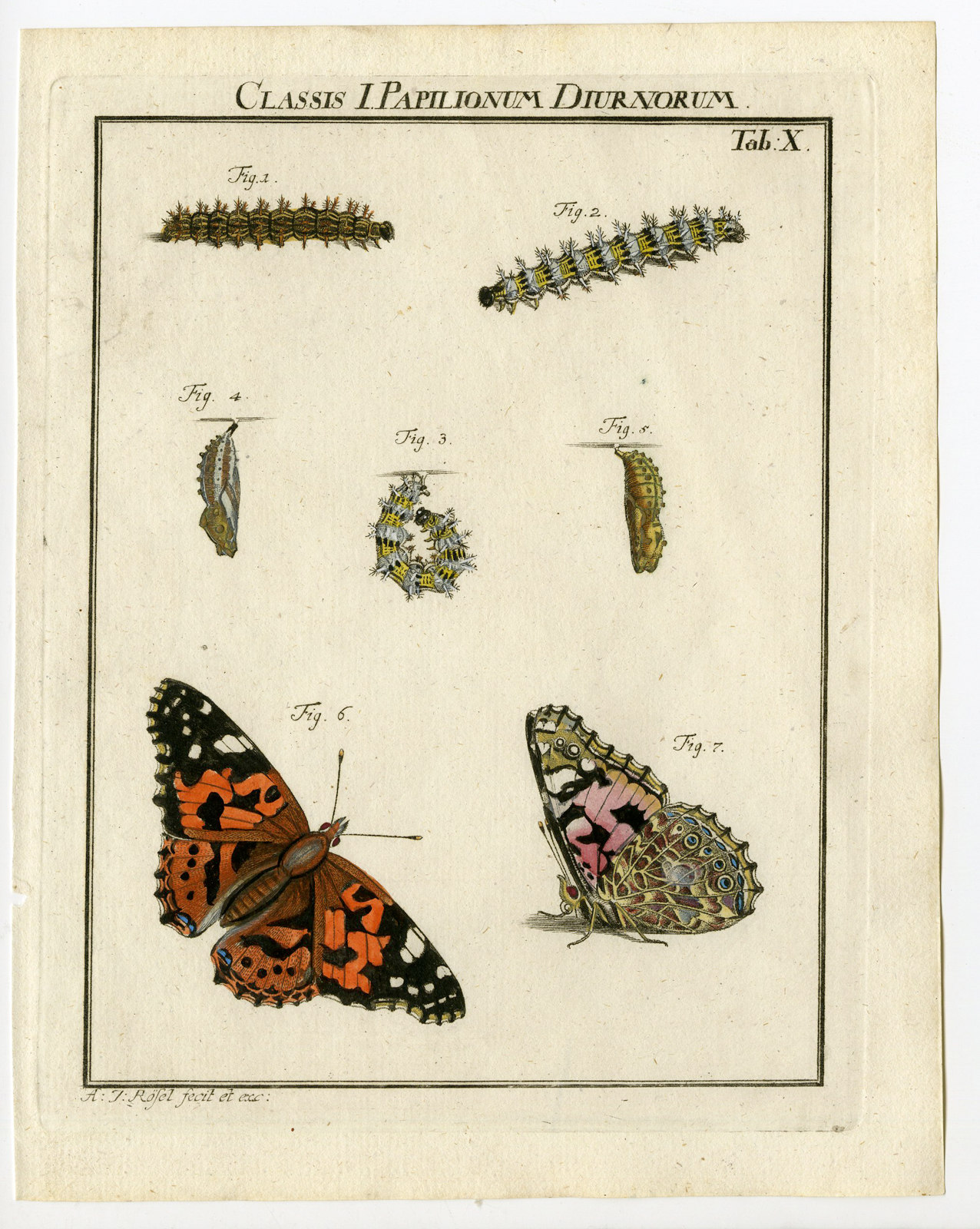 , Antique Print-BUTTERFLY-PAINTED LADY-TAB:X-Rosel von Rosenhof-1765, Pictura Antique Prints