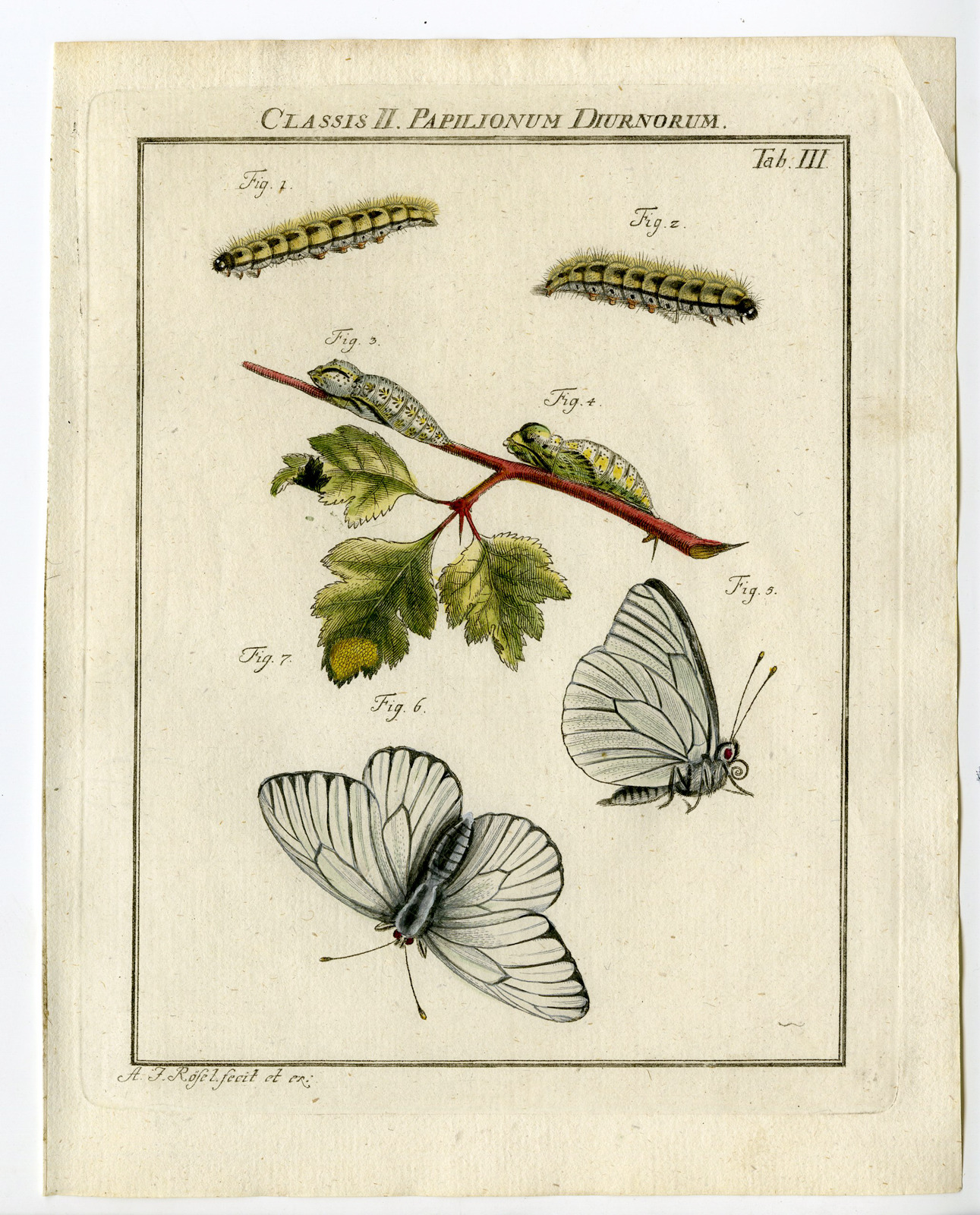, Antique Print-BUTTERFLY-BLACK VEINED WHITE-TAB:III-Rosel von Rosenhof-1765, Pictura Antique Prints